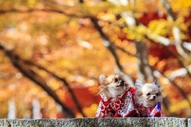 bir yukata giymiş köpek