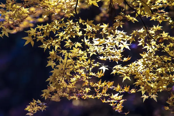 Tanzan-Schrein im Herbst — Stockfoto