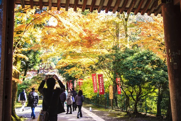 Rode bladeren van de esdoorn in herfst japan — Stockfoto