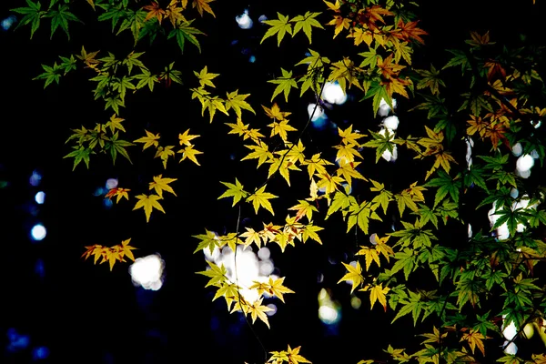 Rote Blätter des Ahorns im Herbst Japan — Stockfoto