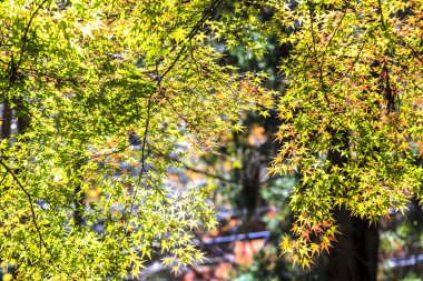 renkli akçaağaç yaprağı