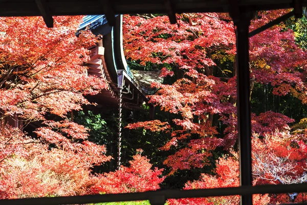Renkli akçaağaç yaprağı — Stok fotoğraf