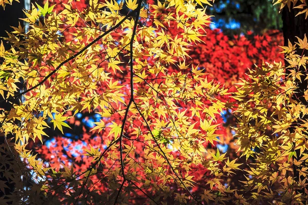 Kleurrijke esdoornblad — Stockfoto