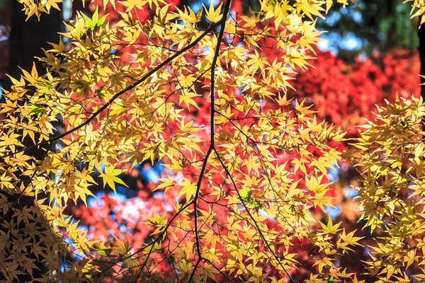 カラフルなカエデの葉 — ストック写真