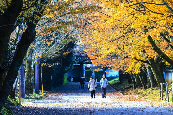 Frunzele roșii ale arțarului în toamna Japoniei — Fotografie, imagine de stoc