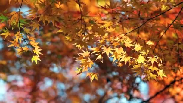 Rojo arce japonés otoño otoño — Vídeos de Stock