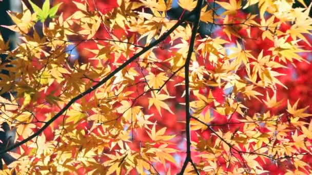 Autunno acero giapponese rosso autunno — Video Stock