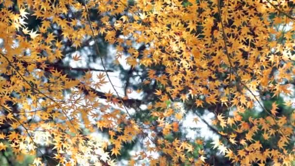 Red japanese maple autumn fall — Stock Video