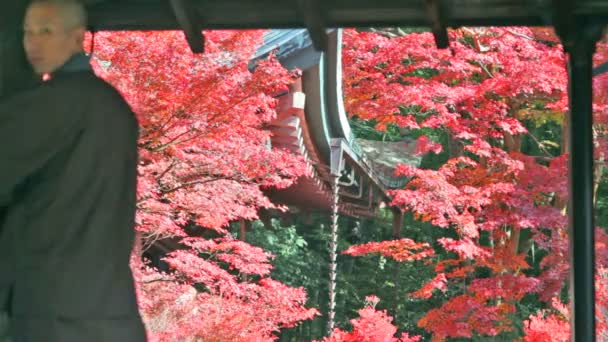 日本红枫秋高气爽的秋季 — 图库视频影像