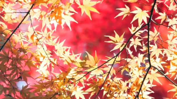 Roter japanischer Ahorn Herbst Herbst — Stockvideo