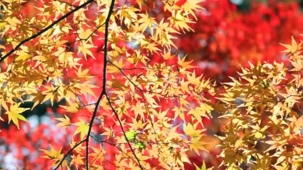 Roter japanischer Ahorn Herbst Herbst — Stockvideo