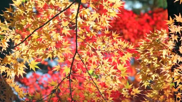 Rouge érable japonais automne automne — Video