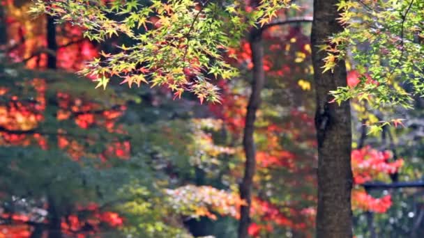 Rode Japans maple herfst val — Stockvideo