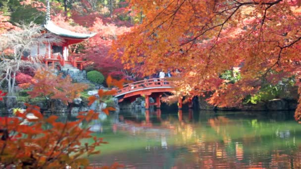 Roter japanischer Ahorn Herbst Herbst — Stockvideo