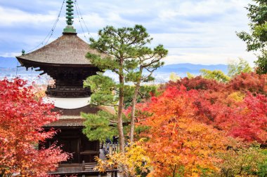 kırmızı akçaağaç Japon Bahçe