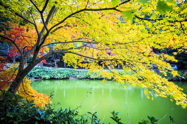 Red maple trees in a japanese garden — Stock Photo, Image