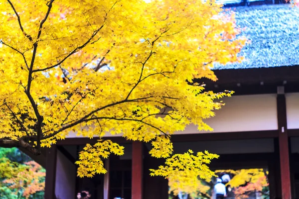 Röd lönn träd i en japansk trädgård — Stockfoto