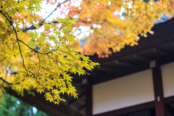 Červených javorů v japonské zahradě — Stock fotografie