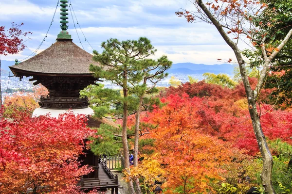 Aceri rossi in un giardino giapponese — Foto Stock