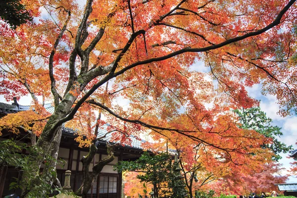 Rode esdoorn bomen in een Japanse tuin — Stockfoto