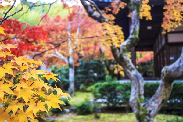 日本庭園の赤いカエデの木 — ストック写真