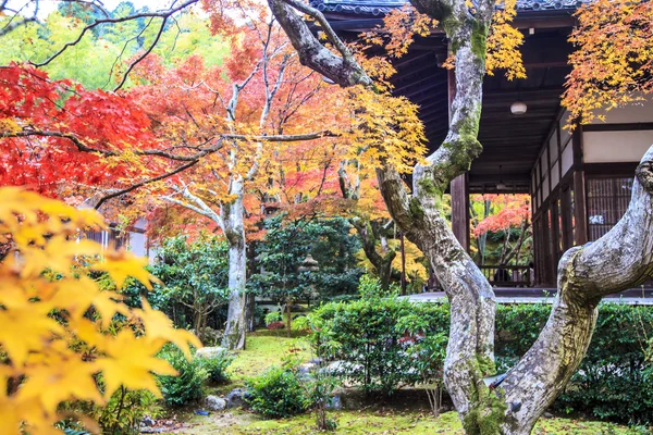 Rode esdoorn bomen in een Japanse tuin — Stockfoto