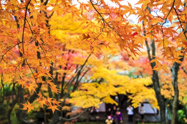 Rode esdoorn bomen in een Japanse tuin — Stockfoto
