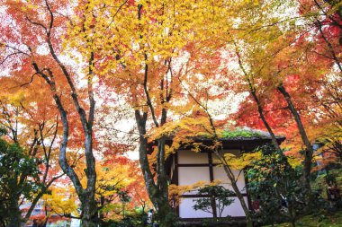 kırmızı akçaağaç Japon Bahçe