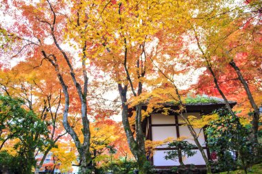 kırmızı akçaağaç Japon Bahçe