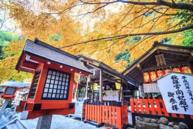 kırmızı akçaağaç Japon Bahçe