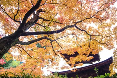 kırmızı akçaağaç Japon Bahçe