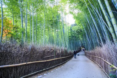 Kyoto, Japonya - arashiyama yeşil bambu grove