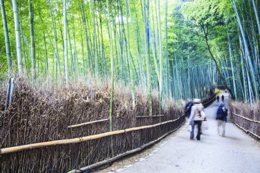 Kyoto, Japonya - arashiyama yeşil bambu grove