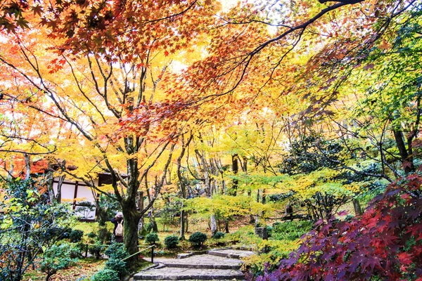 Red maple trees in a japanese garden — Stock Photo, Image