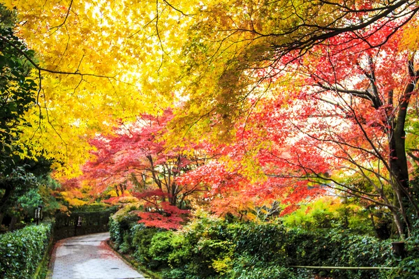Arce rojo en un jardín japonés — Foto de Stock
