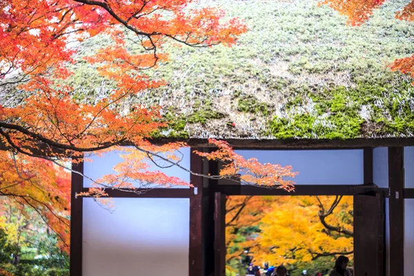 Rote Ahornbäume in einem japanischen Garten — Stockfoto