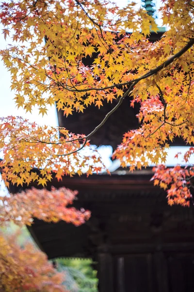 Red maple trees in a japanese garden