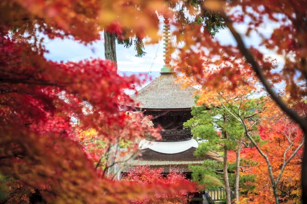 Rode esdoorn bomen in een Japanse tuin — Stockfoto