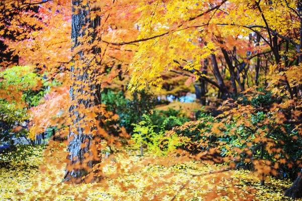 Red maple trees in a japanese garden — Stock Photo, Image