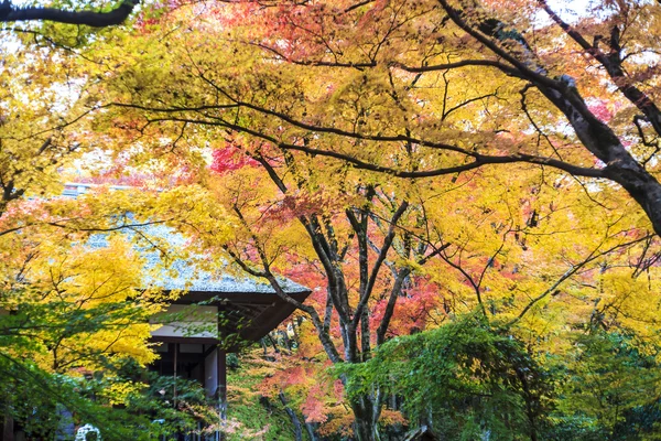 Rote Ahornbäume in einem japanischen Garten — Stockfoto