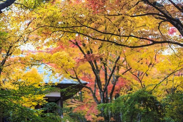 Red maple trees in a japanese garden — Stock Photo, Image