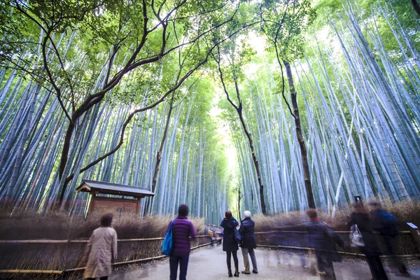 Grüner Bambushain in Arashiyama — Stockfoto