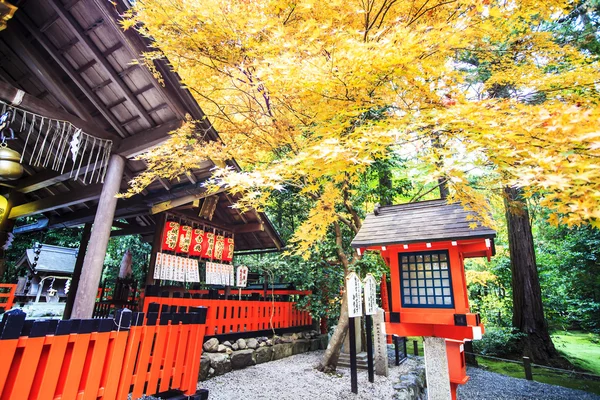 Red maple trees in a japanese garden — Stock Photo, Image