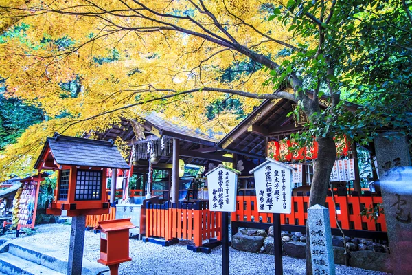 Röd lönn träd i en japansk trädgård — Stockfoto