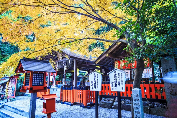 Red maple trees in a japanese garden — Stock Photo, Image