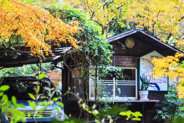 日本庭園の赤いカエデの木 — ストック写真