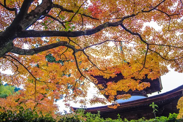 Red maple trees in a japanese garden — Stock Photo, Image