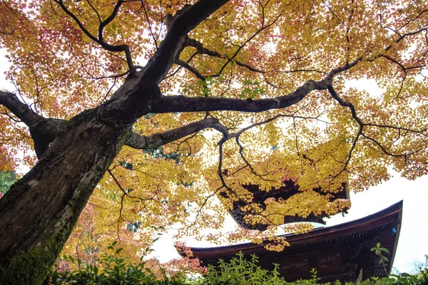 Rote Ahornbäume in einem japanischen Garten — Stockfoto