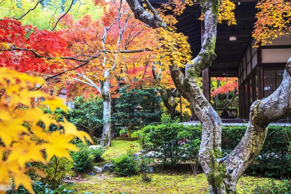 Rode esdoorn bomen in een Japanse tuin — Stockfoto