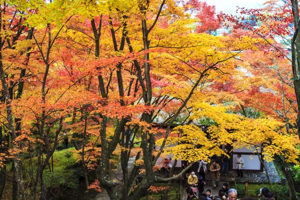 Rote Ahornbäume in einem japanischen Garten — Stockfoto